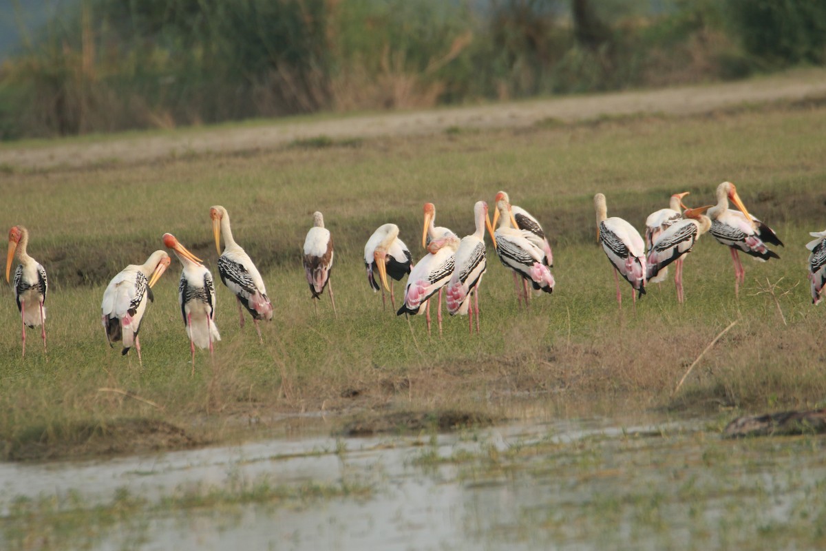 Painted Stork - ML642375384