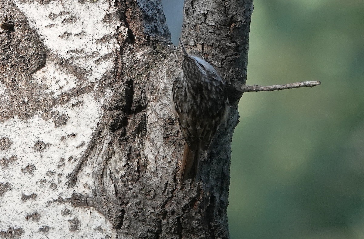 Short-toed Treecreeper - ML642375388