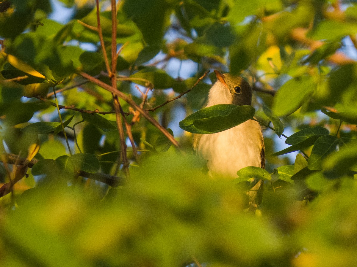 Small-billed Elaenia - ML642375390