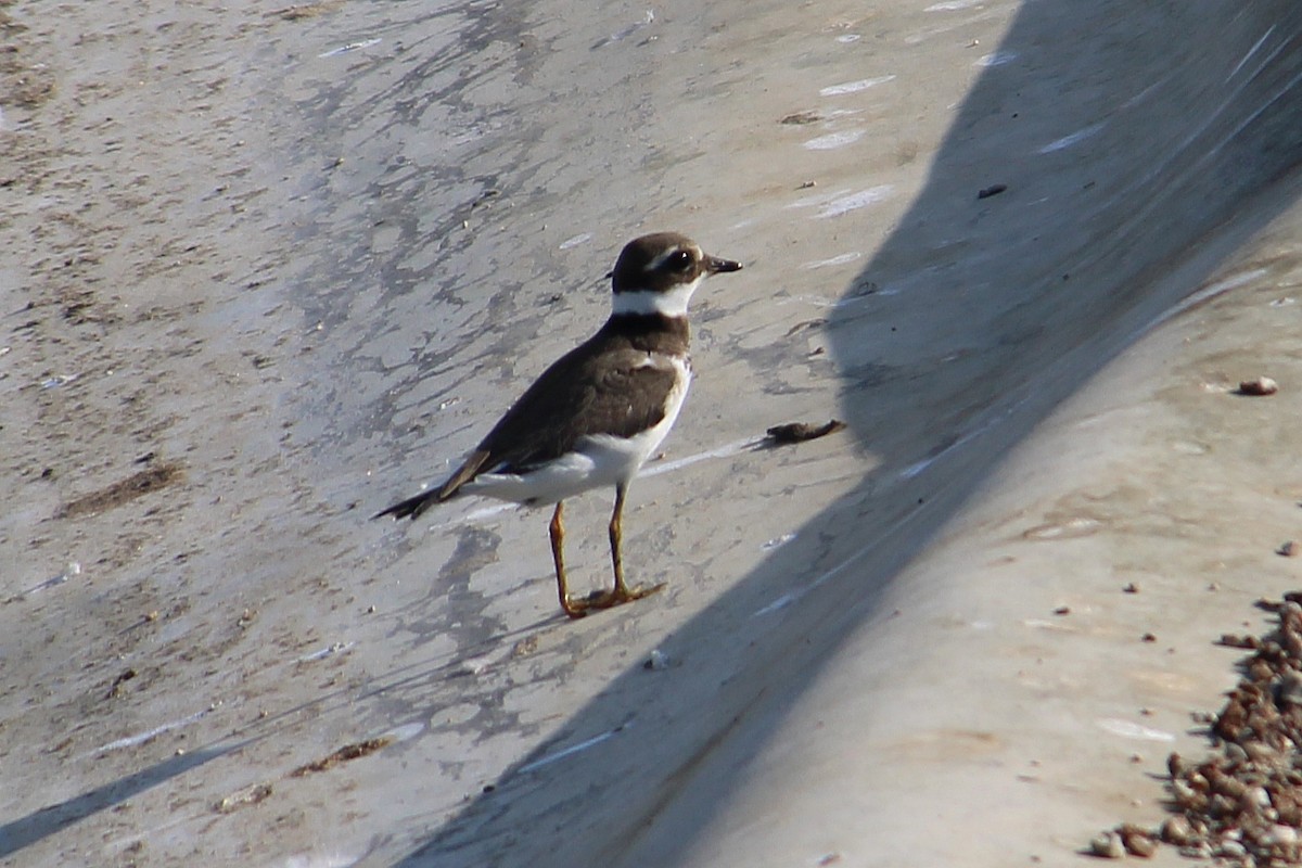 Common Ringed Plover - ML642375397