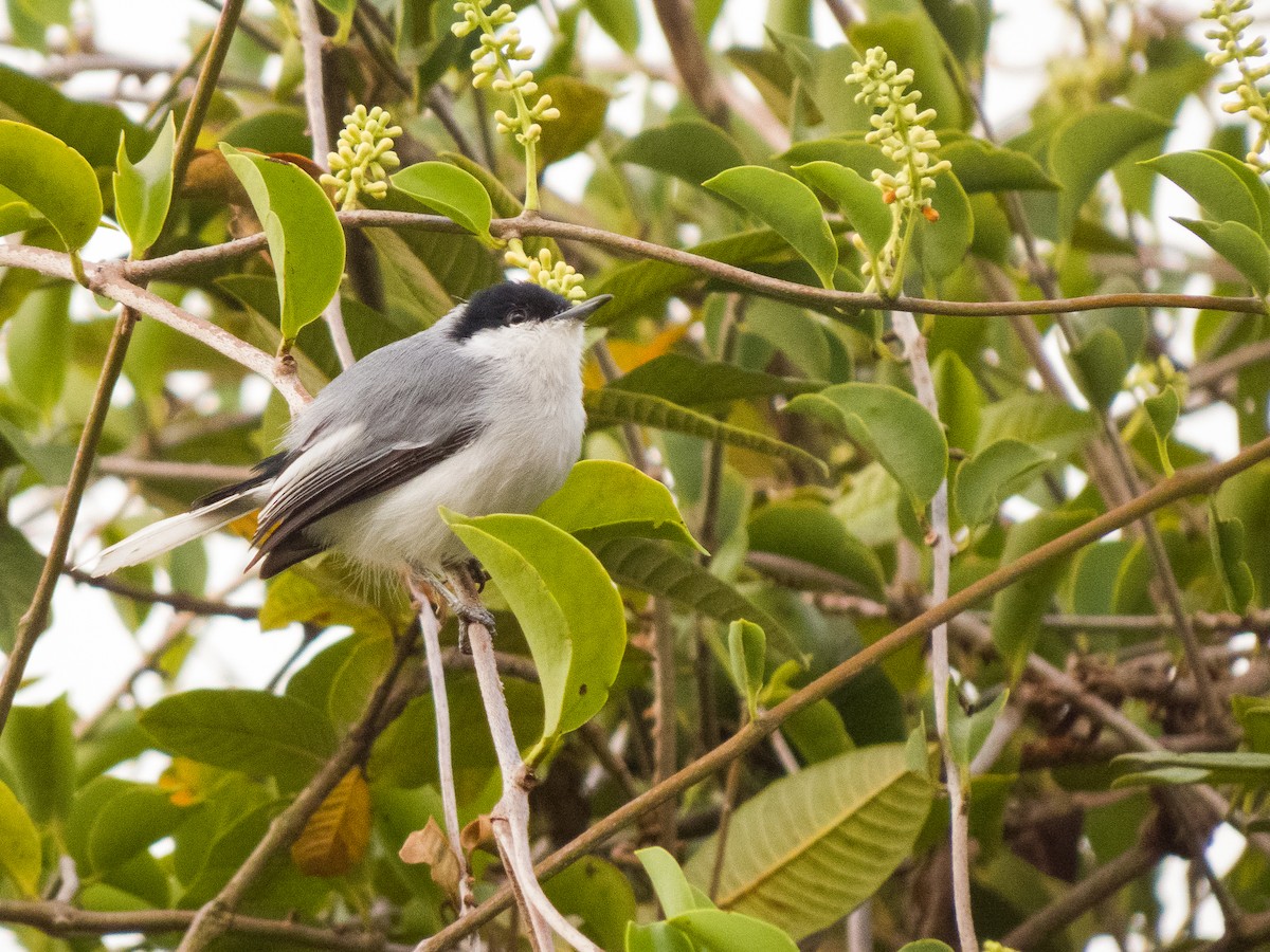 Gobemoucheron tropical - ML642375412