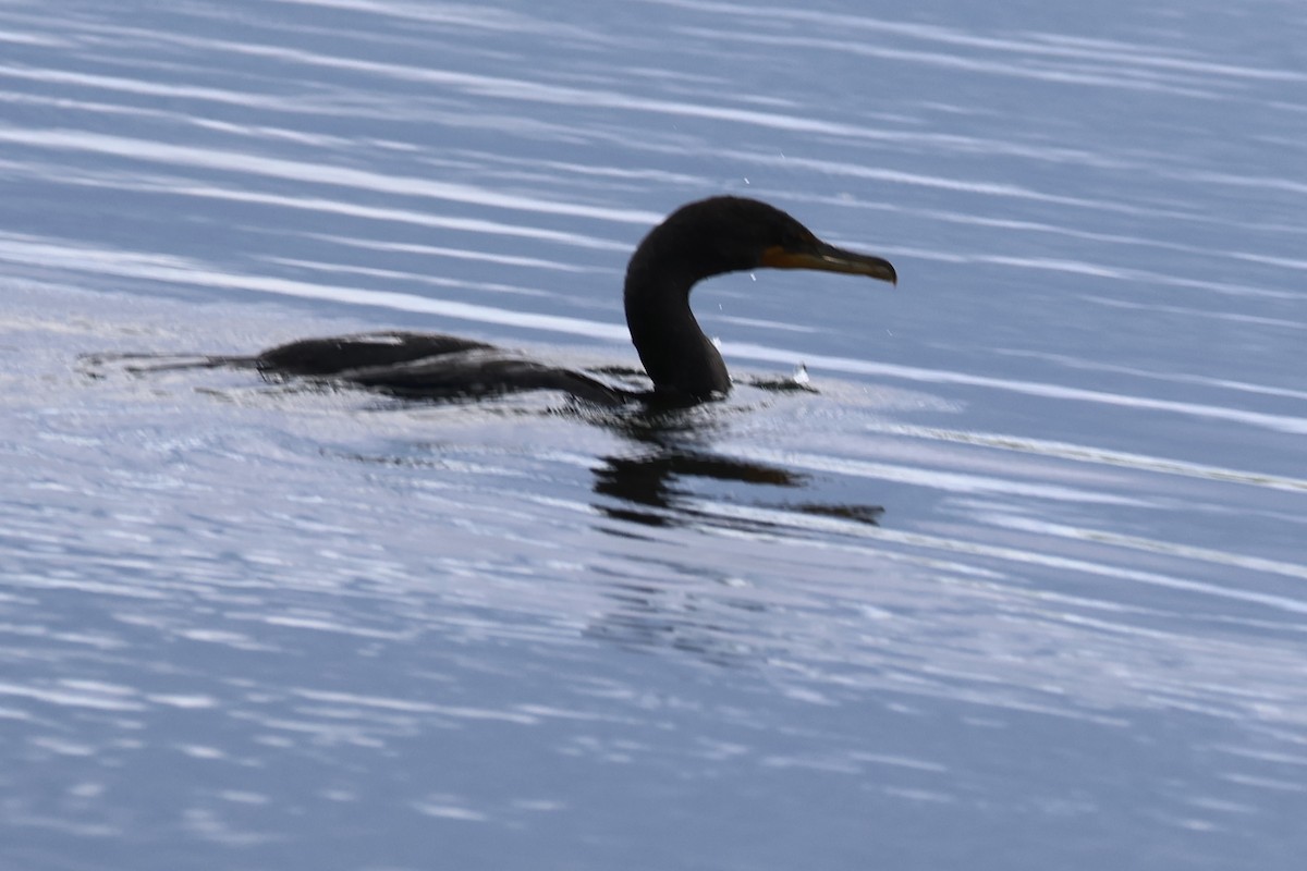 Double-crested Cormorant - ML642375421