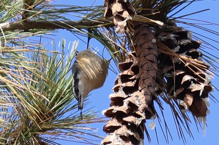 Red-breasted Nuthatch - ML642375422