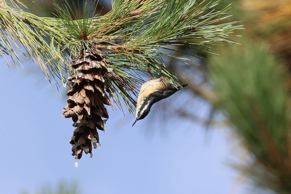 Red-breasted Nuthatch - ML642375423