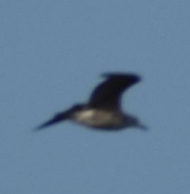 Yellow-legged/Lesser Black-backed Gull - ML642375424