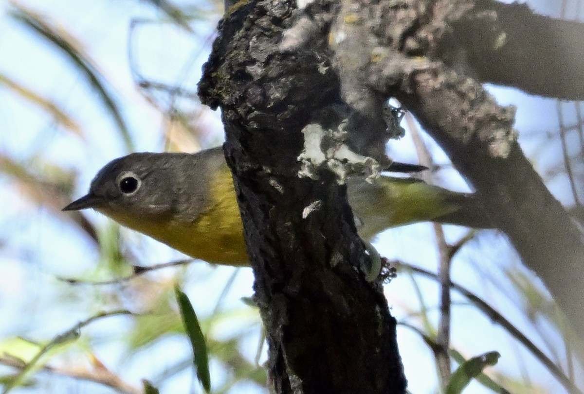 Nashville Warbler - ML642375426
