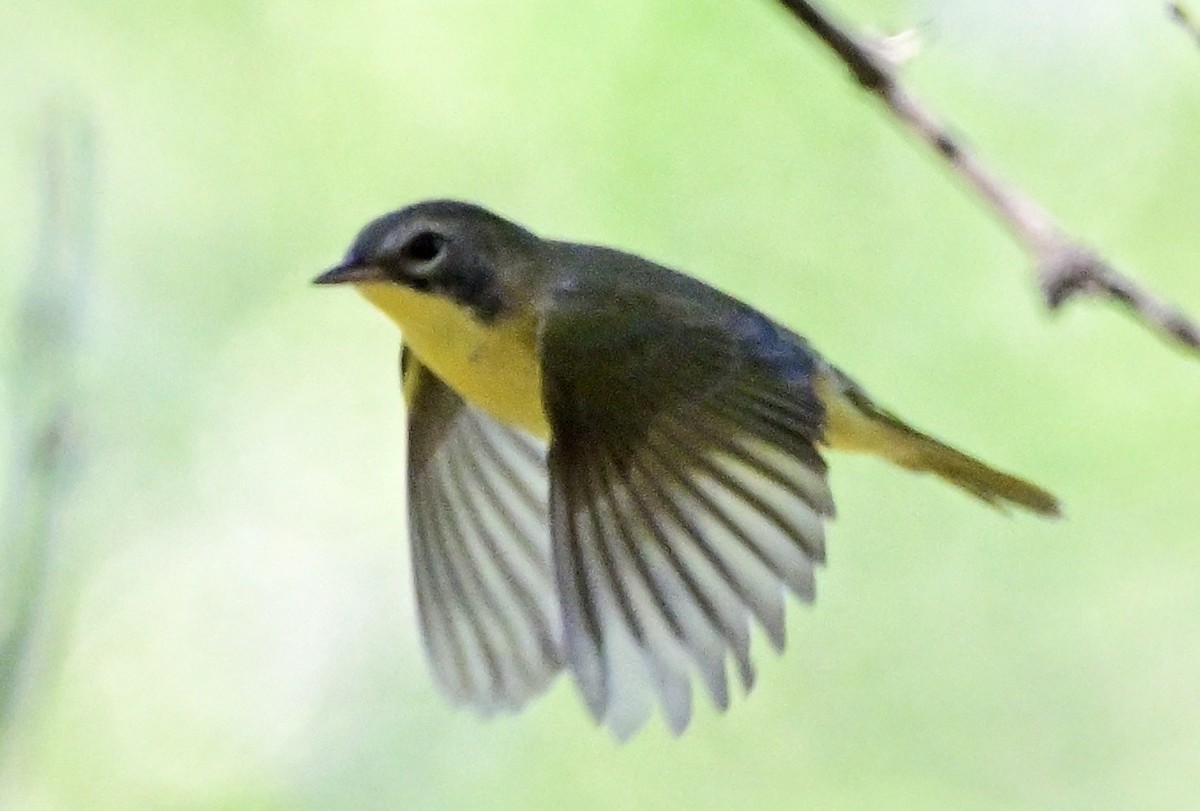 Common Yellowthroat - ML642375432