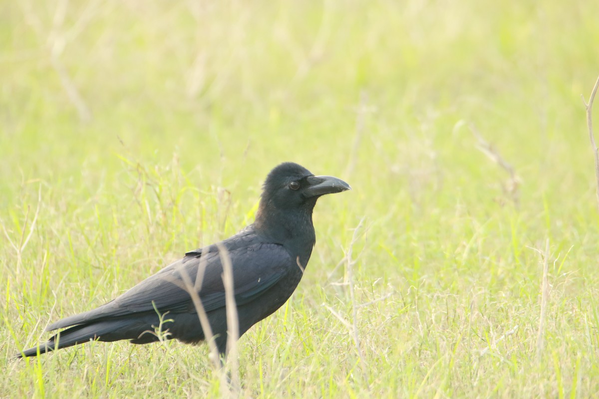 Large-billed Crow - ML642375439