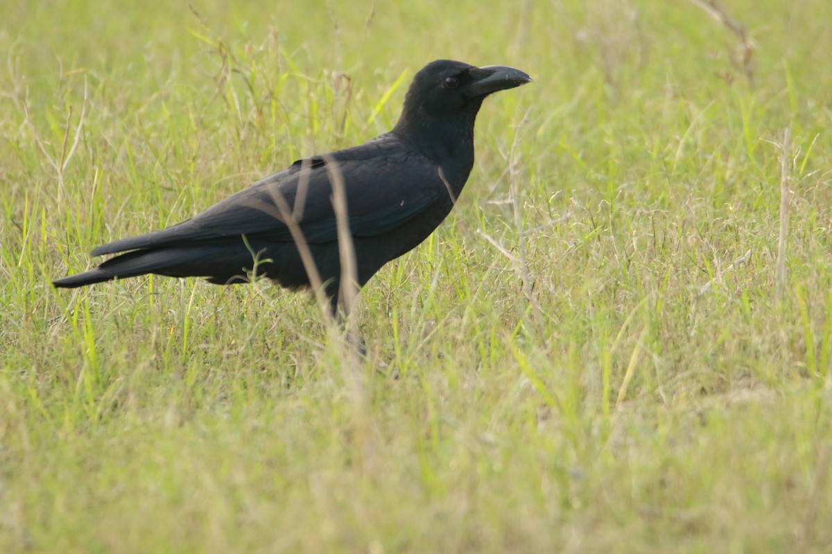 Large-billed Crow (Indian Jungle) - ML642375449