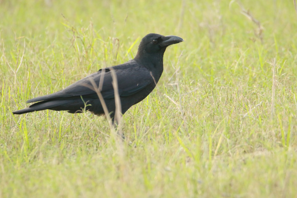 Large-billed Crow (Indian Jungle) - ML642375450