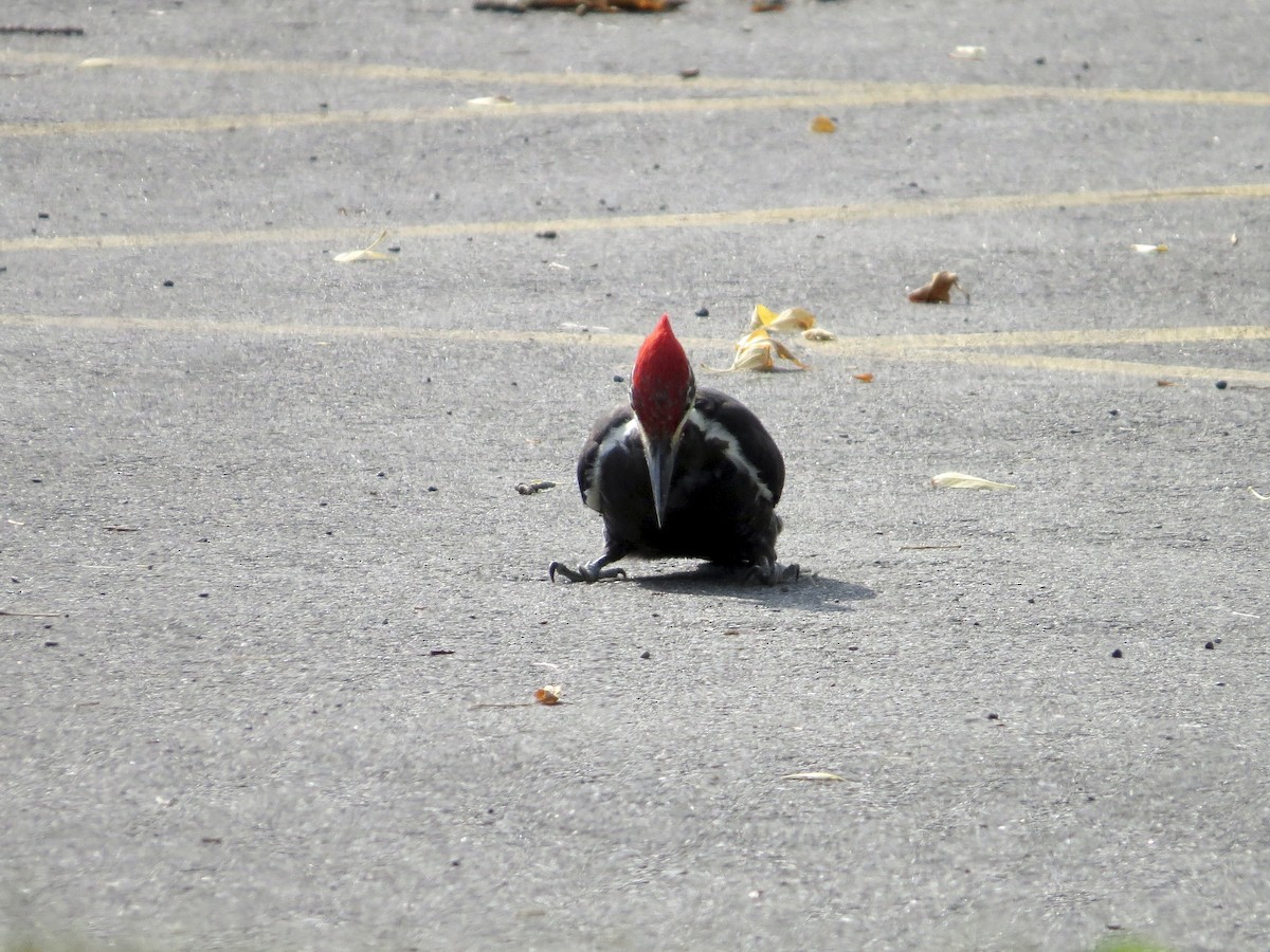 Pileated Woodpecker - ML642375451