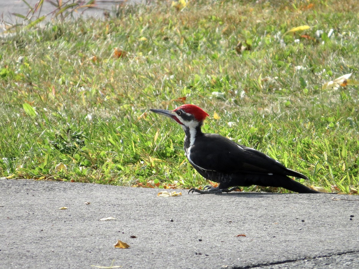 Pileated Woodpecker - ML642375452