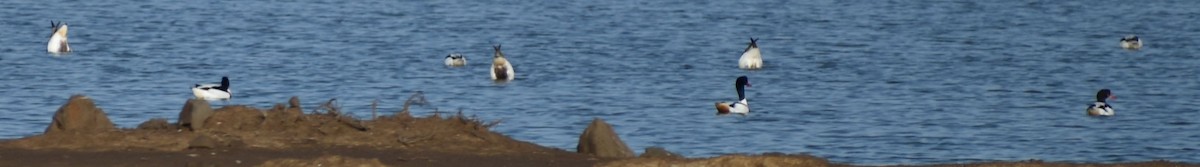 Volpoca - ML642375455