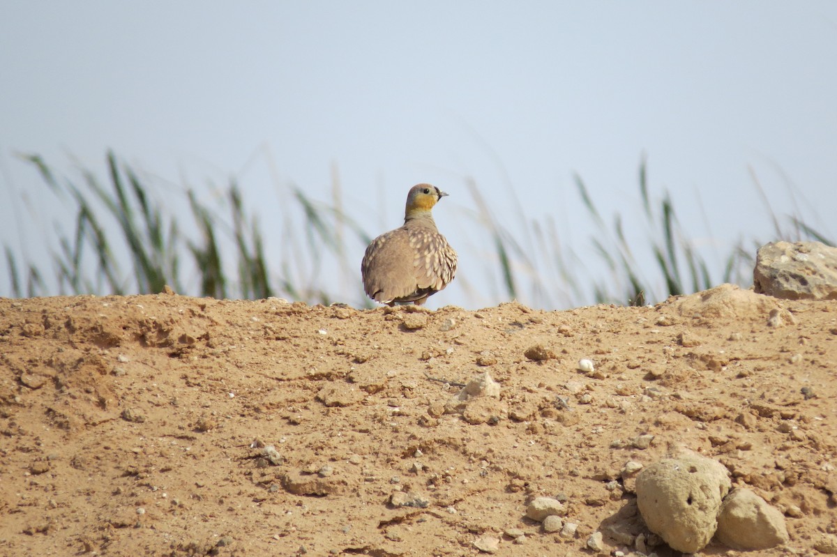 Crowned Sandgrouse - ML642375459