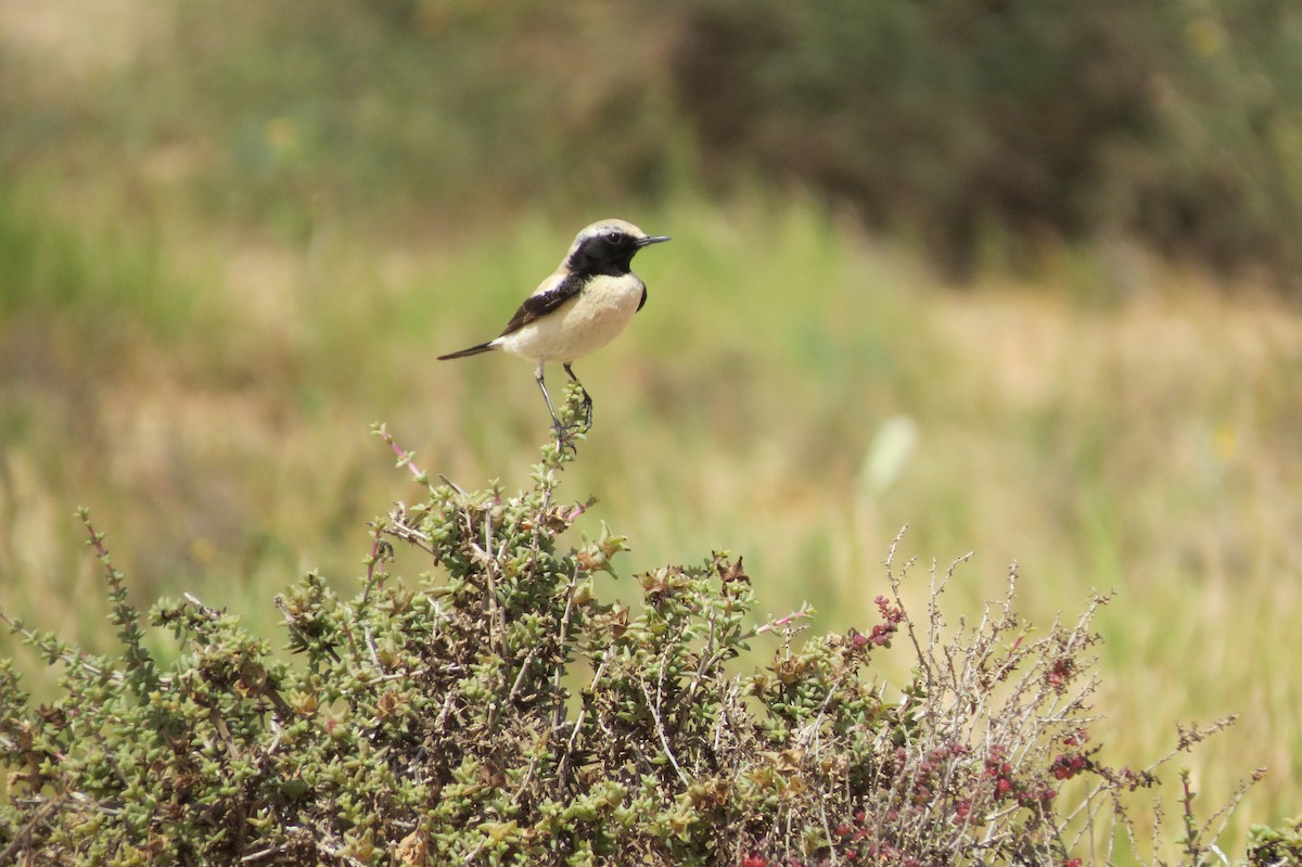 Desert Wheatear - ML642375460