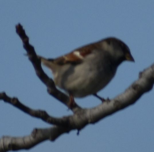 House Sparrow - ML642375461