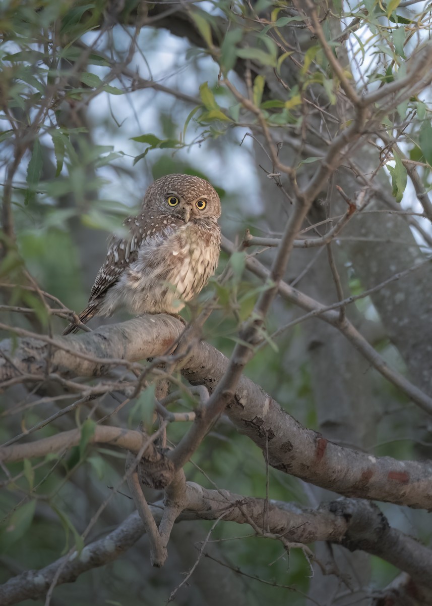 Pearl-spotted Owlet - ML642375462