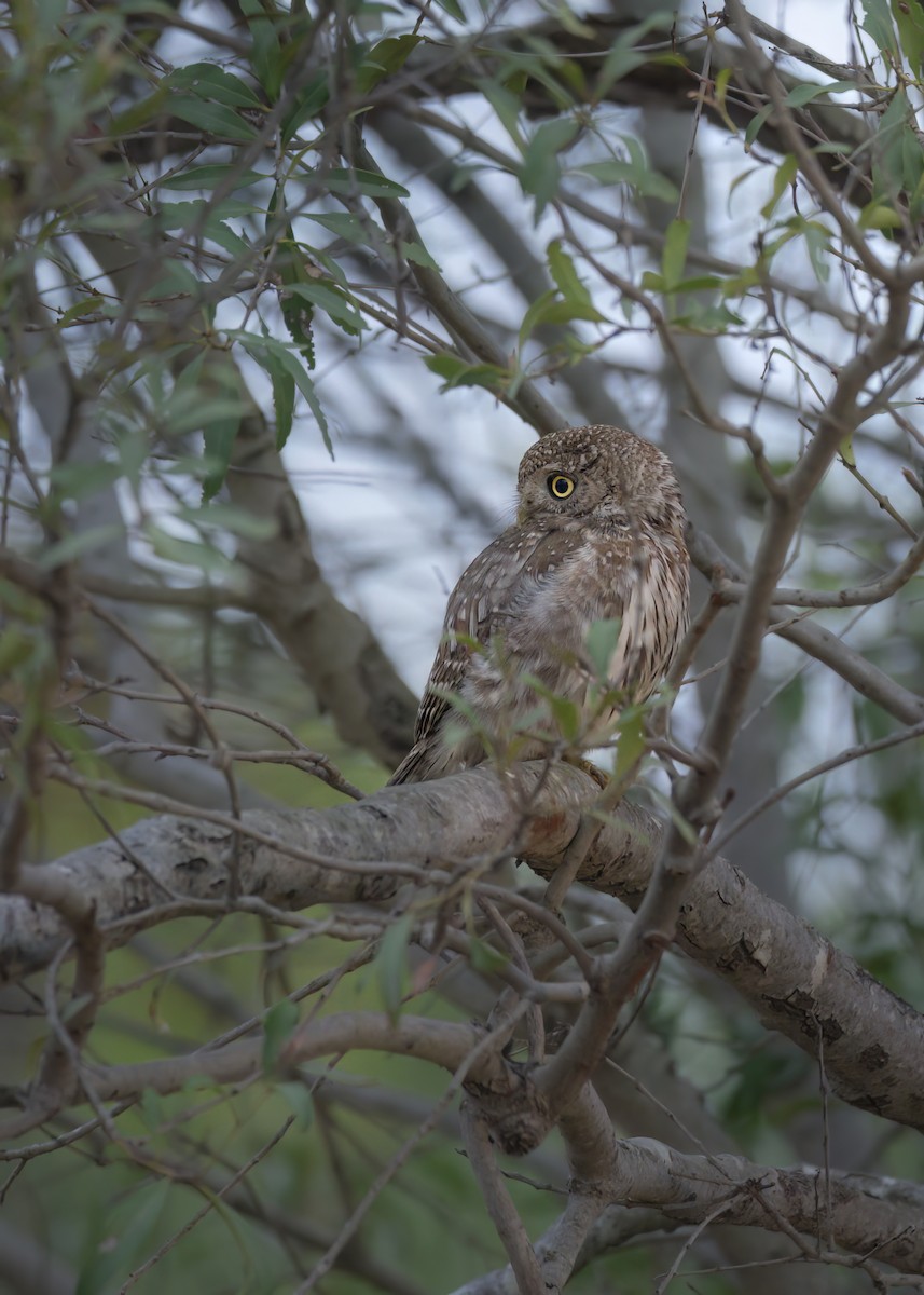 Pearl-spotted Owlet - ML642375463