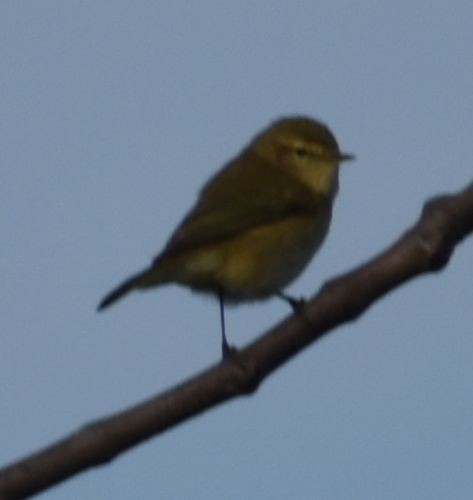 Common Chiffchaff - ML642375464