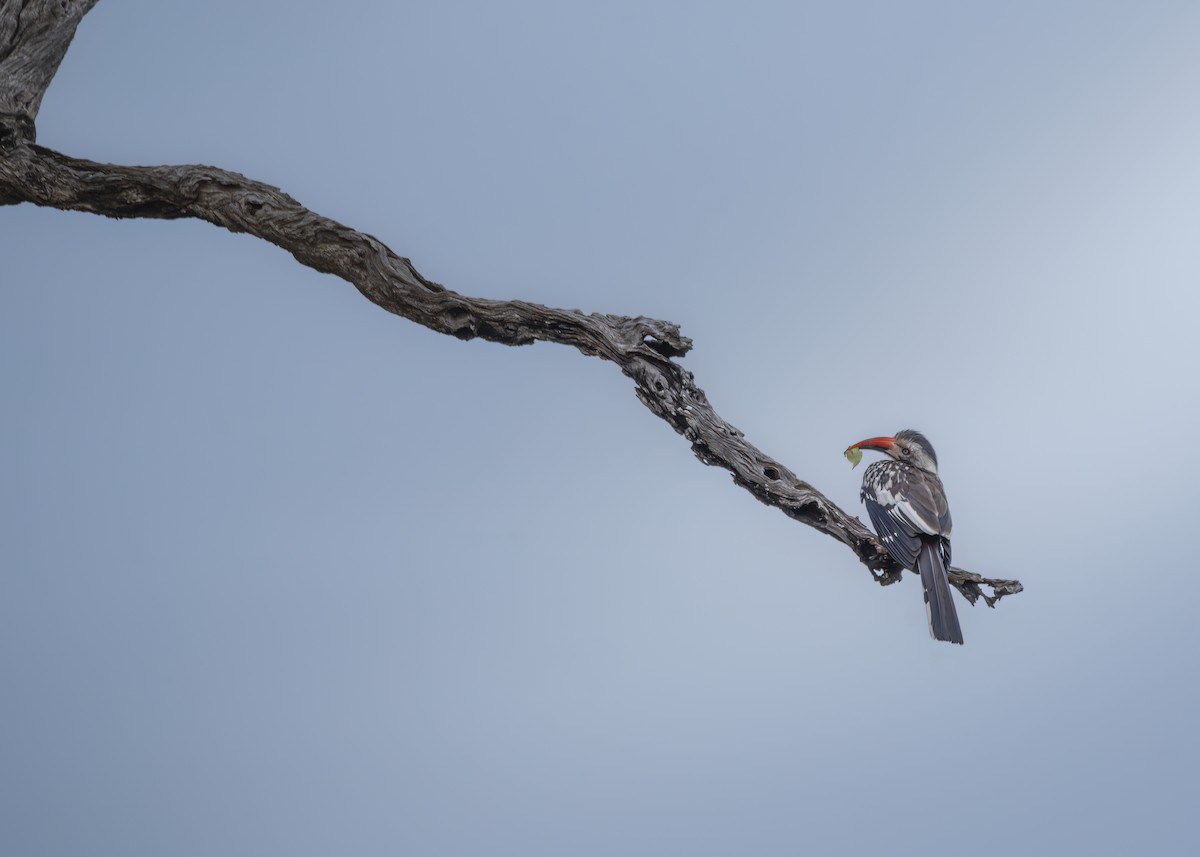 Southern Red-billed Hornbill - ML642375467