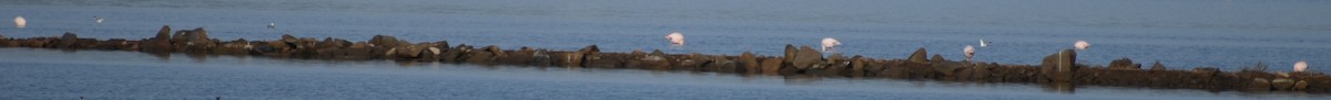 Greater Flamingo - ML642375468