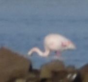 Greater Flamingo - ML642375469