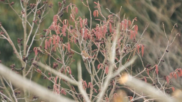 Rustic Bunting - ML642375470