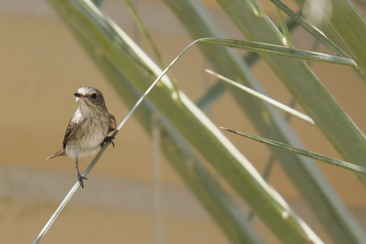 Spotted Flycatcher - ML642375472