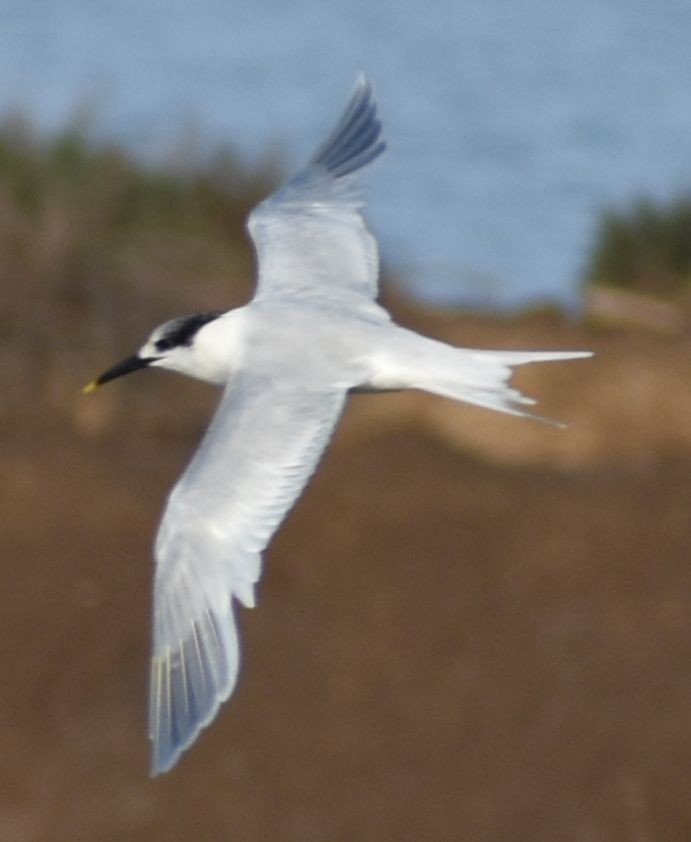 Sandwich Tern - ML642375475