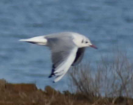Black-headed Gull - ML642375477