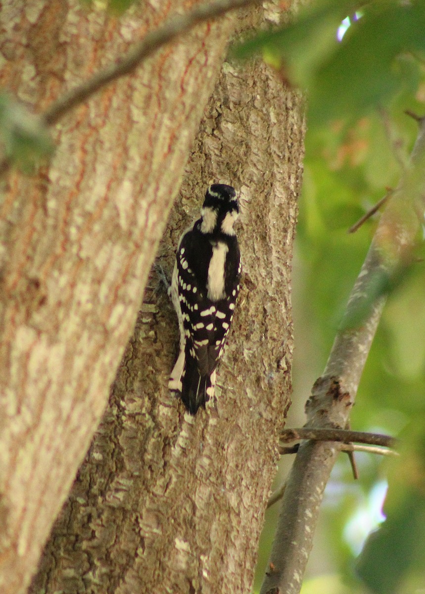Downy Woodpecker - ML642375478