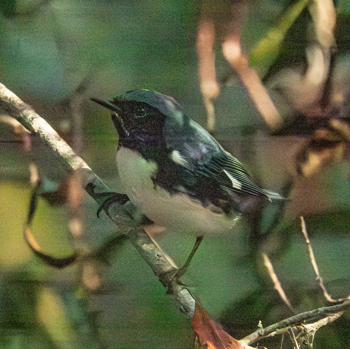 Black-throated Blue Warbler - ML642375479
