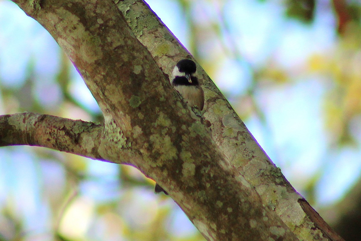 Carolina Chickadee - ML642375481