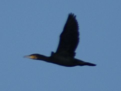 Great Cormorant - ML642375482