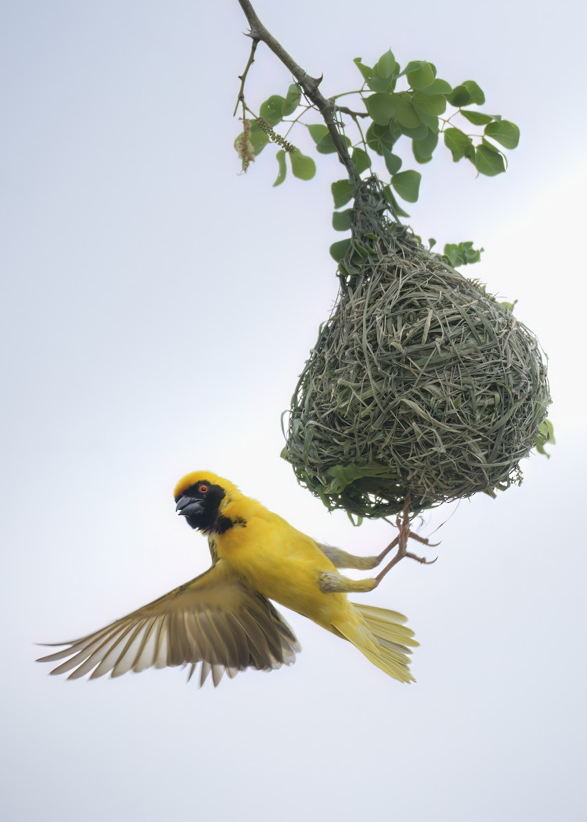 Southern Masked-Weaver - ML642375485