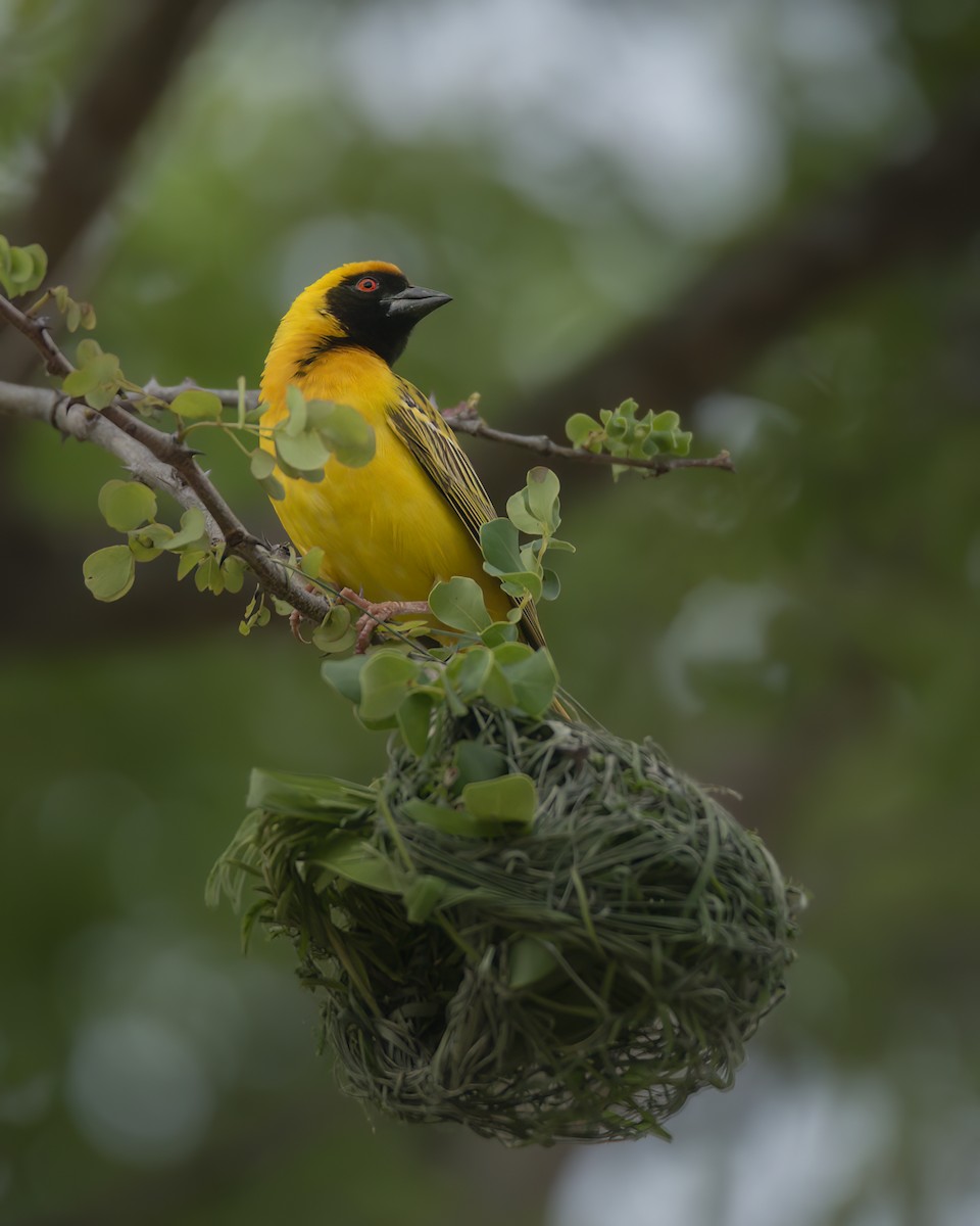 Southern Masked-Weaver - ML642375486
