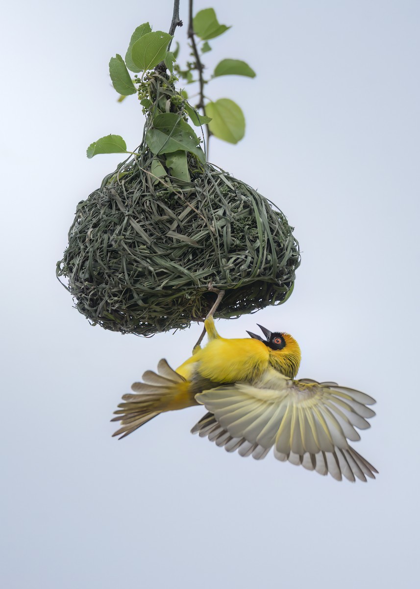 Southern Masked-Weaver - ML642375487