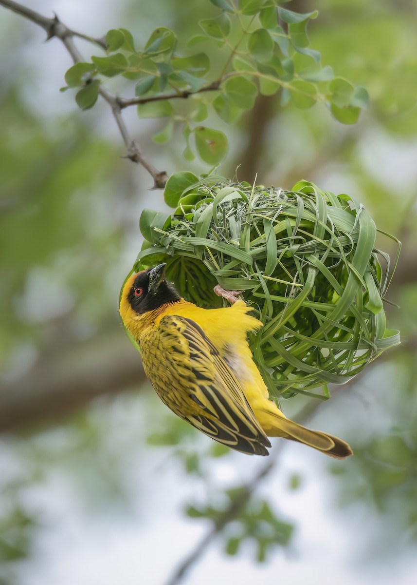 Southern Masked-Weaver - ML642375488