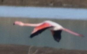 Greater Flamingo - ML642375490