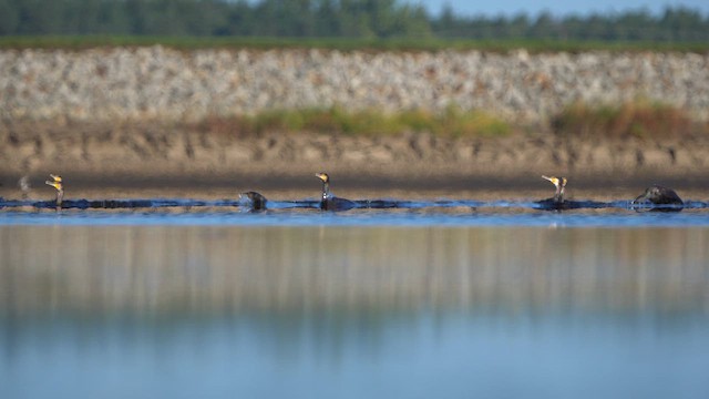 Great Cormorant - ML642375496