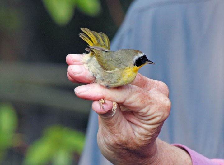 Common Yellowthroat - ML64237551