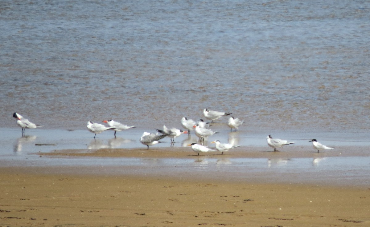 West African Crested Tern - ML642375514