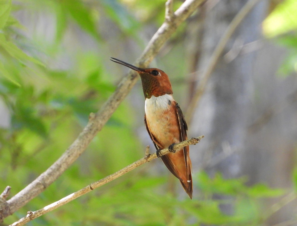 Rufous Hummingbird - ML642375515