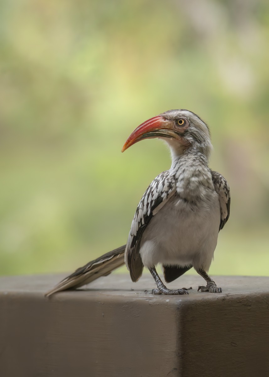 Southern Red-billed Hornbill - ML642375518