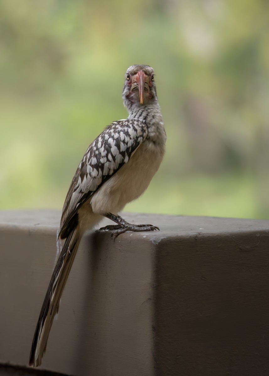Southern Red-billed Hornbill - ML642375519
