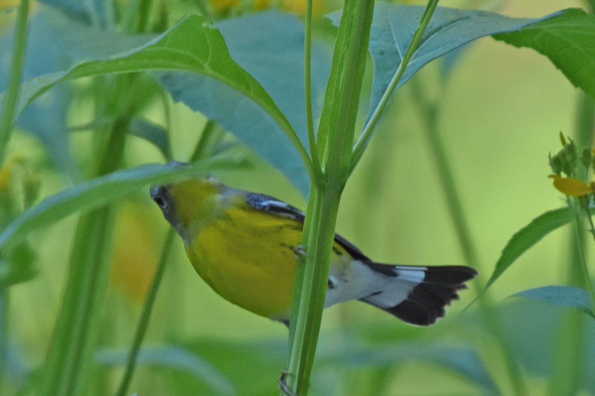 Magnolia Warbler - ML642375523