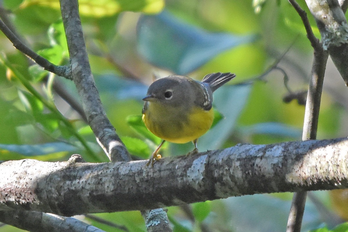 Magnolia Warbler - ML642375524