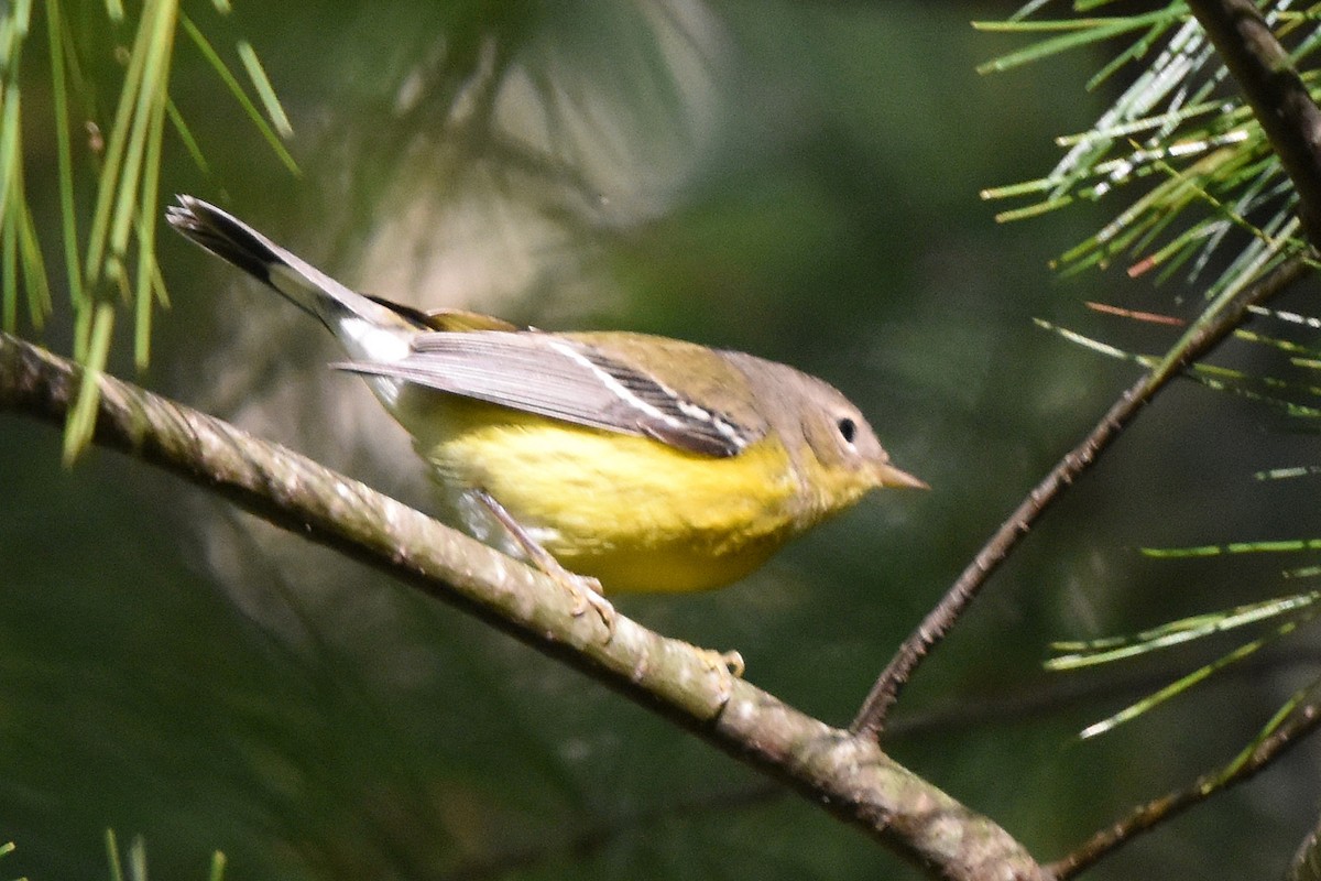 Magnolia Warbler - ML642375525