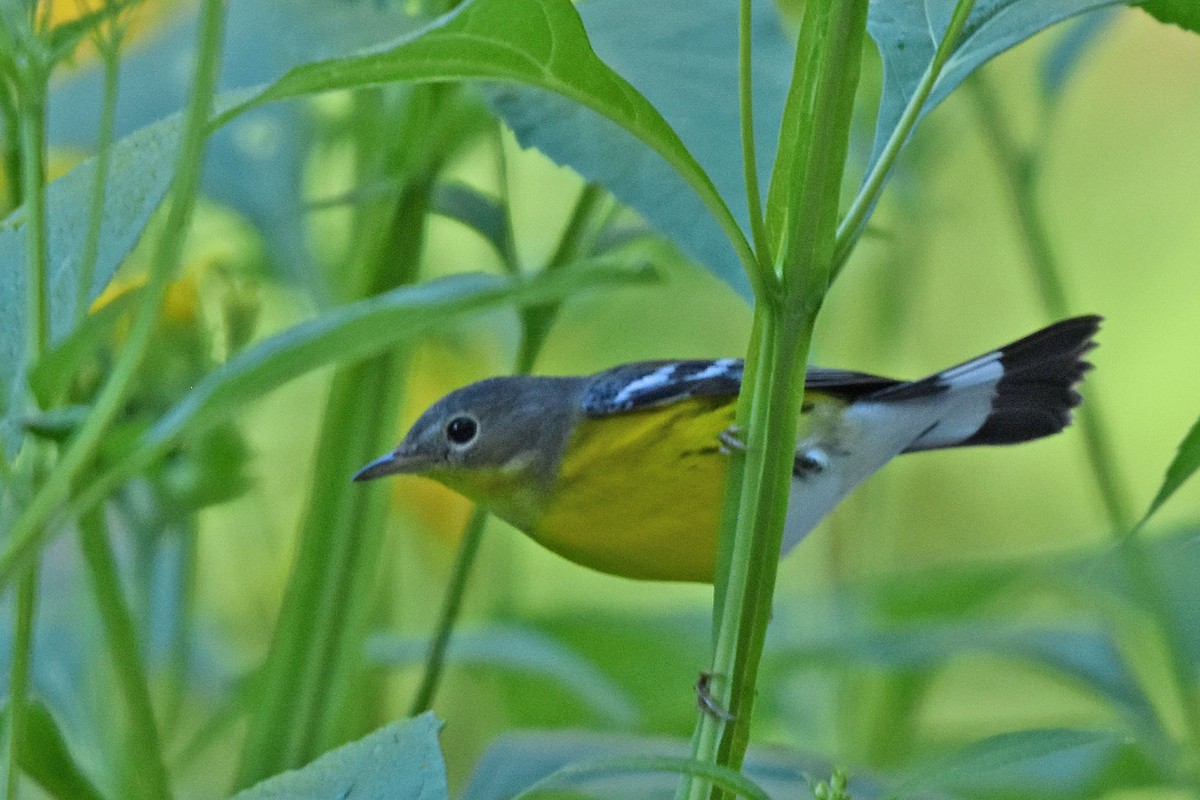 Magnolia Warbler - ML642375526