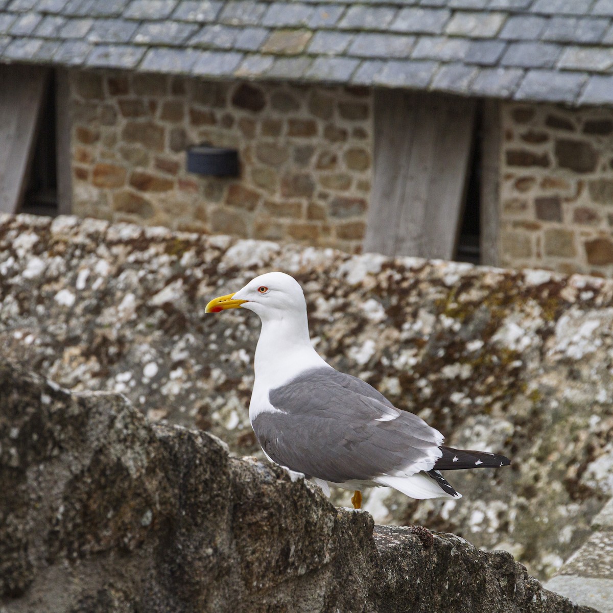 Larus sp. - ML642375540